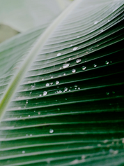 Las Palmas coffee beans