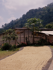 Sagastume coffee beans